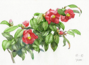 椿」24・水彩（画寸128×185・額寸318×410mm）志村好子