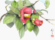水彩画「椿」 水彩画]椿の花を透明水彩で描く/watercolor/制作過程 - YouTube