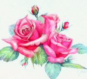 薔薇の絵 【公式通販】