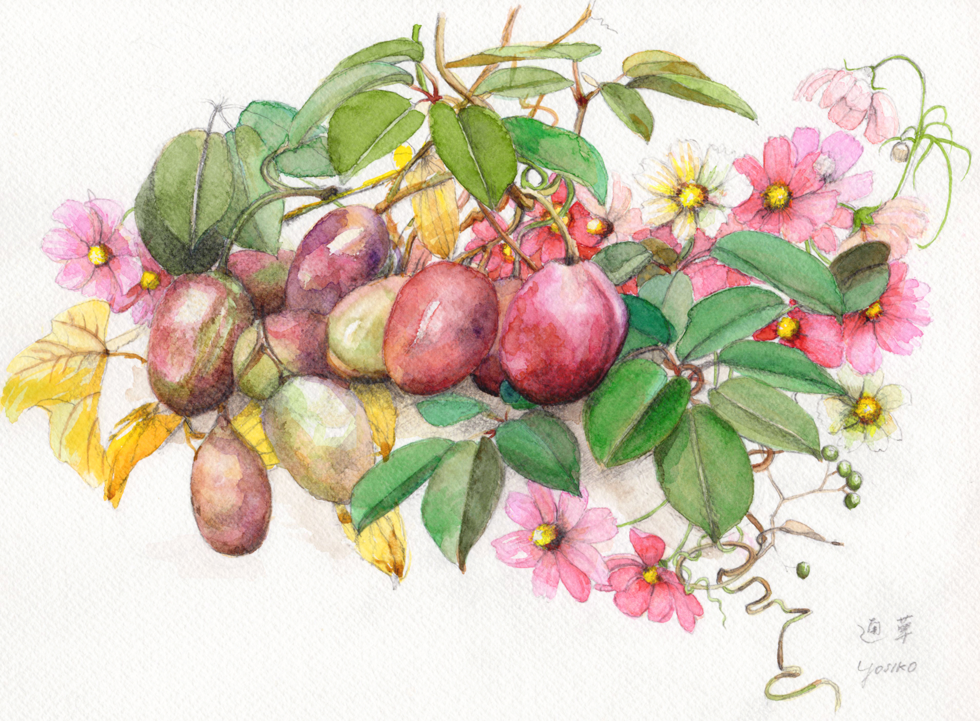 志村好子「通草（アケビ）」水彩・（画寸250×332mm）