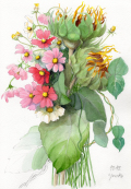 志村好子「初秋」コスモス・ヒマワリ・水彩（画寸210×297mm）
