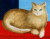 ブレンダ・キング「窓辺の猫」リトグラフ  外寸・450×450mm