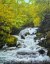 百瀬太虚　「蓼科大滝」　油彩画　F6