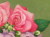 志村好子「花籠」　Ｆ４・油彩画　426×516mm