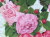 花の絵・志村好子「薔薇」（ピンクと白）油彩　Ｆ１　外寸750×675mm