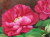 花の絵・志村好子　　「牡丹」（赤）　油彩　Ｆ4　外寸395×483mm