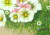 花の絵・　志村好子　「コスモス」　油彩　ＳＭ　外寸343×413mm