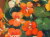 花の絵・志村好子　「金蓮花」　油彩　ＳＭ 外寸　４０６×338mm