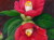花の絵・志村好子　 「椿」（赤色）　油彩　Ｆ0　外寸332×292mm
