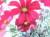 花・志村好子　「野の花」（濃いピンクのコスモス）　水彩４号　外寸500×411mm