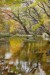 安田祐三　「秋麗」　SM　油彩 ・テンペラ