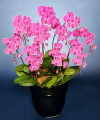 胡蝶蘭　ピンク大輪　１０本立ち　７０輪以上(つぼみ込み）＊送料無料