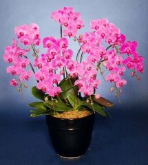 胡蝶蘭　ピンク大輪　１０本立ち　9０輪以上(つぼみ込み）＊送料無料