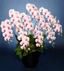 胡蝶蘭　赤リップ大輪　１０本立ち　90輪以上(つぼみ込み）＊送料無料