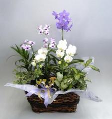 【送料無料】洋蘭アレンジバスケットE