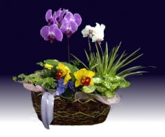 【送料無料】洋蘭アレンジバスケットD　8.0号