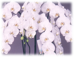 【送料無料】特注品　高級胡蝶蘭　白　１０本立ち　１００輪以上