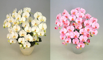 ♪本物そっくり　送料無料♪【光触媒】胡蝶蘭　大輪　白　５本立ち　２鉢セットでお買い得