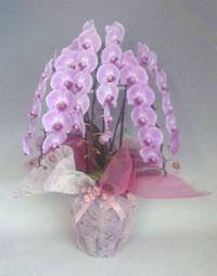 【送料無料】最高級胡蝶蘭　ピンク　３本立　４０輪以上