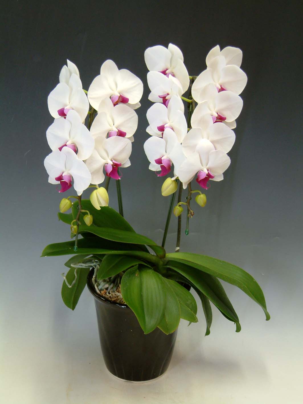 【送料無料】洋蘭の鉄人森田洋蘭園-胡蝶蘭(大輪)赤リップ　２本立ち１８リン