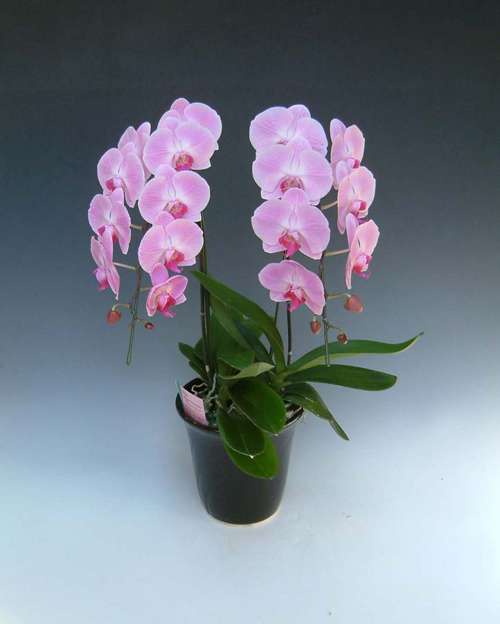 【送料無料】洋蘭の鉄人森田洋蘭園-胡蝶蘭(大輪）ピンク　2本立ち１８リン