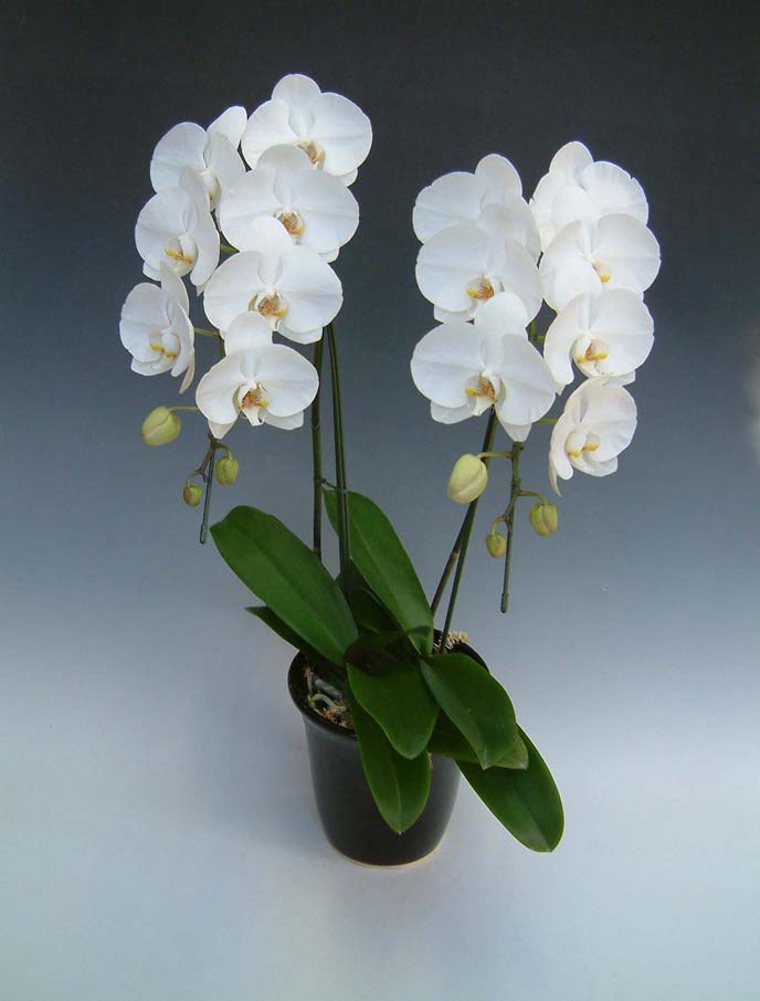 【送料無料】洋蘭の鉄人森田洋蘭園-胡蝶蘭(大輪)白　２本立ち１８リン