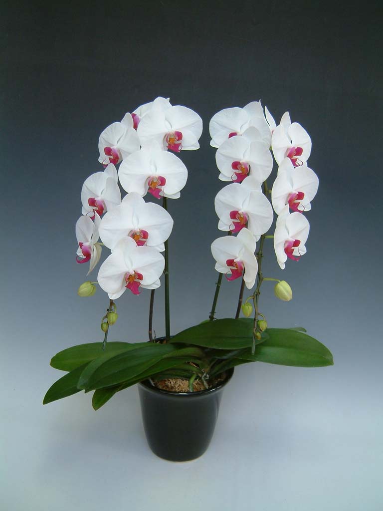 【送料無料】洋蘭の鉄人森田洋蘭園-胡蝶蘭(大輪)赤リップ　2本立ち20リン