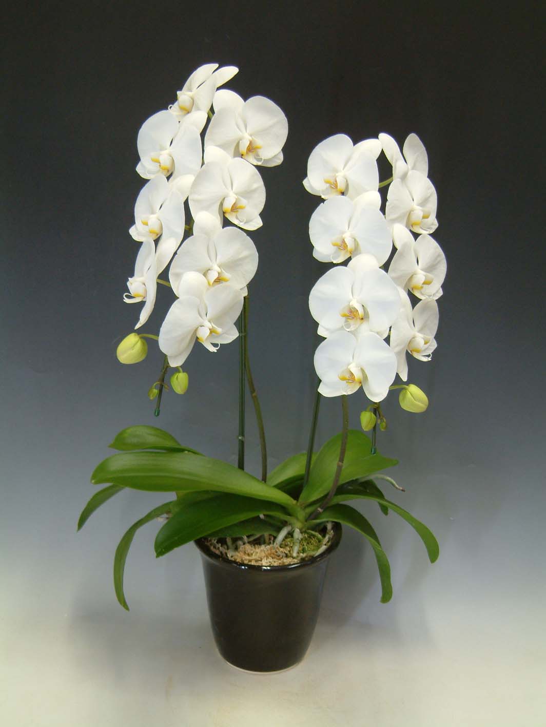 【送料無料】洋蘭の鉄人森田洋蘭園-胡蝶蘭(大輪)白　２本立ち２０リン