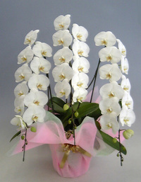 【送料無料】最高級胡蝶蘭大輪系白　３本立　４０輪以上
