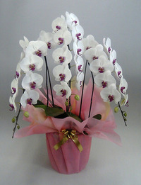 【送料無料】最高級胡蝶蘭　セミアルバ（白赤）　　３本立　４０輪以上