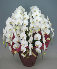 【送料無料】特注品　高級胡蝶蘭　白　８本立ち　８０輪以上
