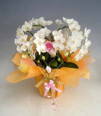 【送料無料】スズキラン園ーハート胡蝶蘭　ミディタイプ　白　ダブルハート