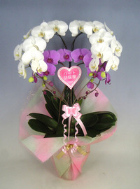 【送料無料】スズキラン園ーハート胡蝶蘭　大輪タイプ　紅白　ダブルハート