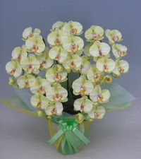 ♪本物そっくり　送料無料♪【光触媒】胡蝶蘭　大輪　ライトグリーン　５本立ち
