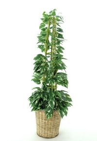 ♪送料無料♪【光触媒】ポトス　ポール　かご付き　高さ130cm