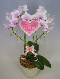 【送料無料】スズキラン園ー　ハート胡蝶蘭　ミディタイプ　さくらこ