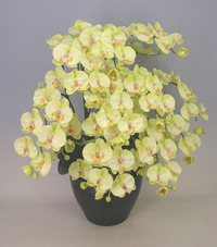 ♪本物そっくり　送料無料♪【光触媒】胡蝶蘭　大輪　ライトグリーン　10本立ち