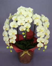 ♪本物そっくり　送料無料♪【光触媒】胡蝶蘭　特大　白　３本立ち