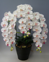 ♪本物そっくり　送料無料♪【光触媒】胡蝶蘭　特大　白赤　３本立ち