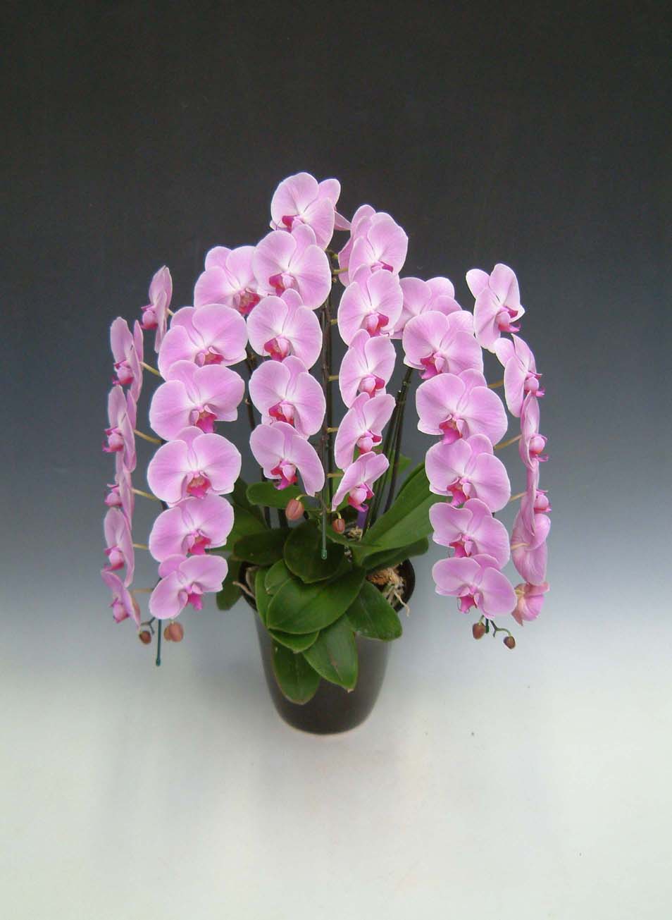 【送料無料】洋蘭の鉄人森田洋蘭園-胡蝶蘭(大輪）ピンク　3本立ち30リン