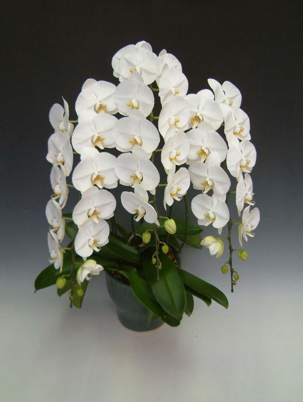 【送料無料】洋蘭の鉄人森田洋蘭園-胡蝶蘭(大輪）白　3本立ち35リン