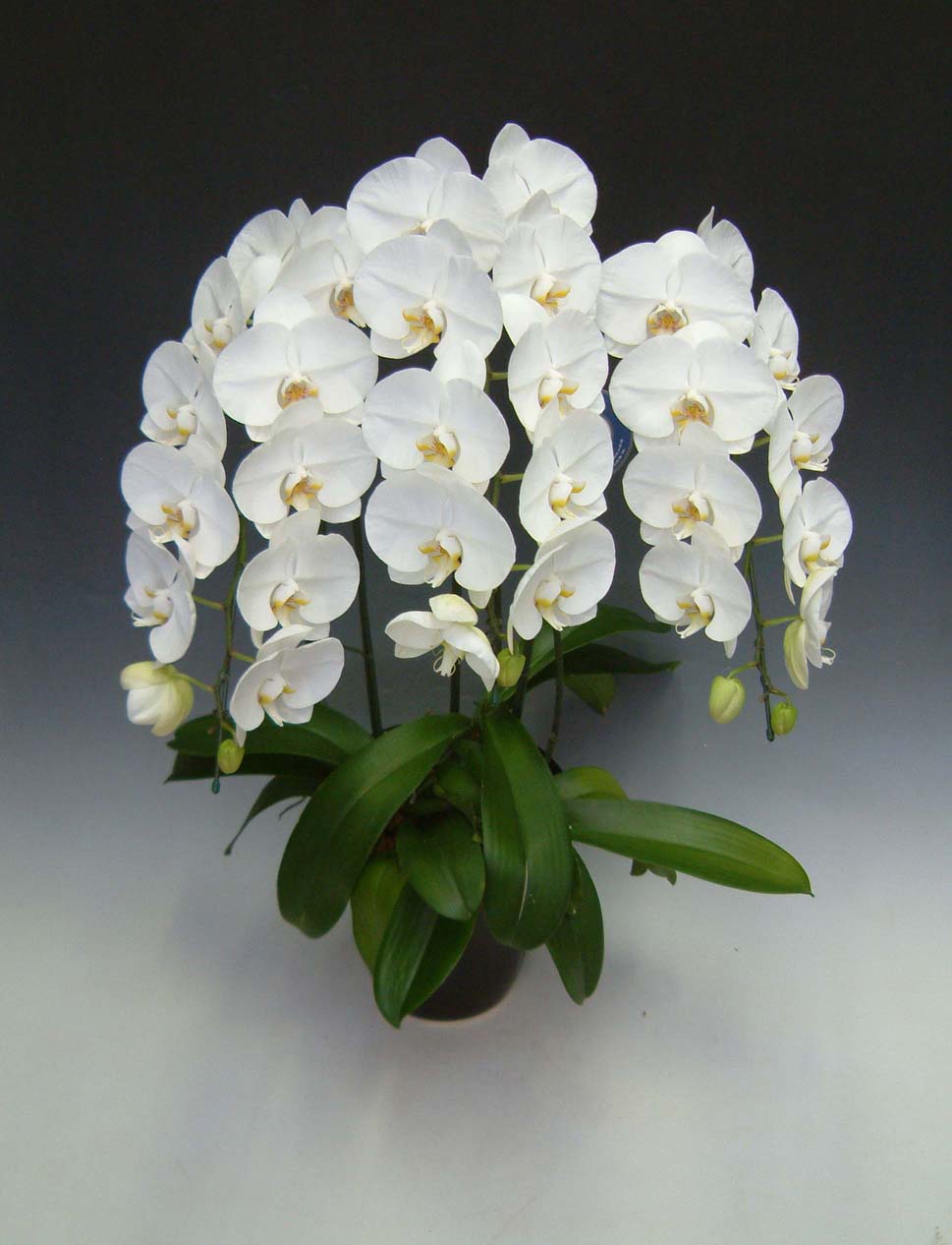 【送料無料】洋蘭の鉄人森田洋蘭園-胡蝶蘭(大輪）白　3本立ち30リン