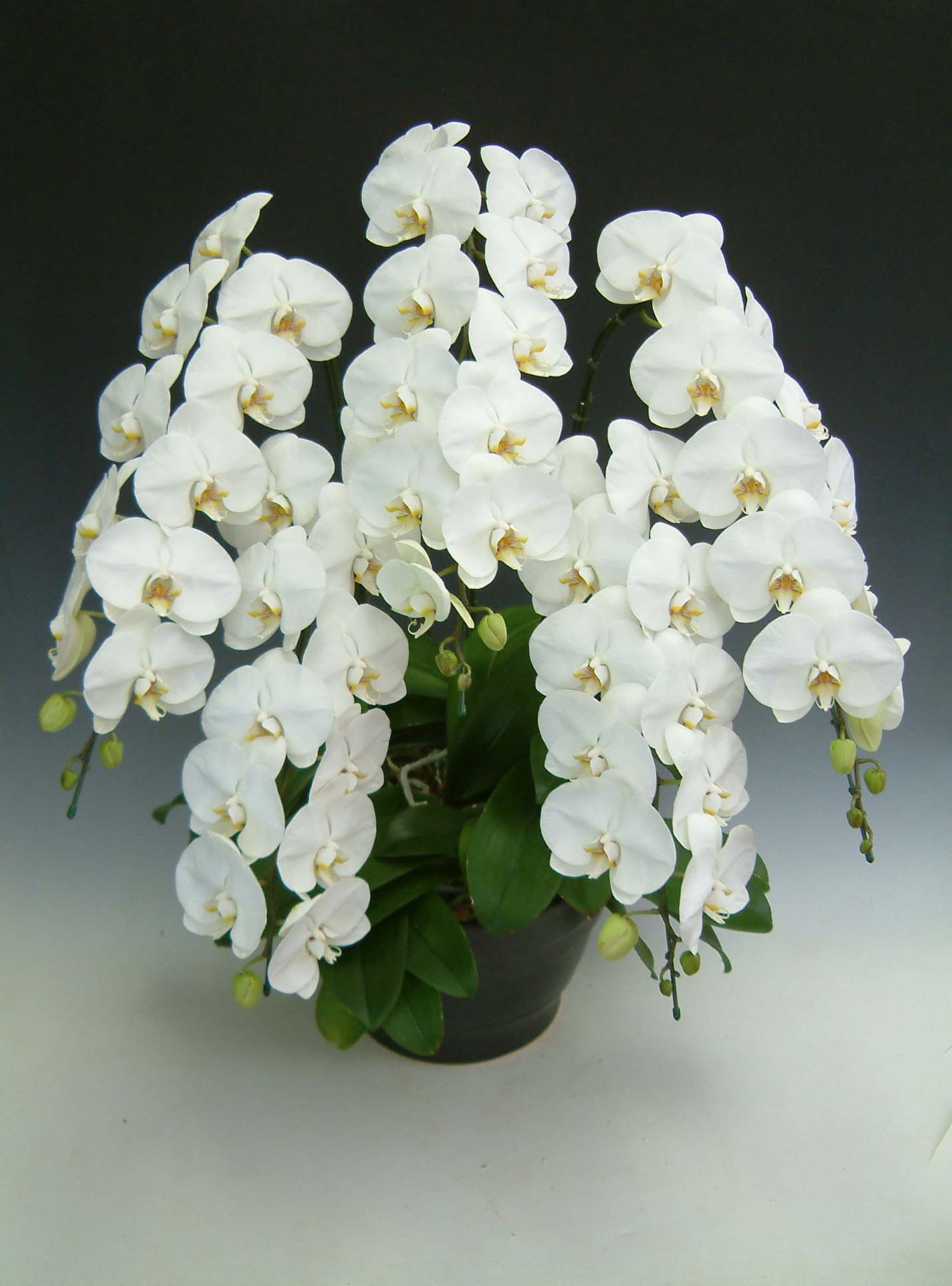 【送料無料】洋蘭の鉄人森田洋蘭園-胡蝶蘭(大輪）白　5本立50リン前後