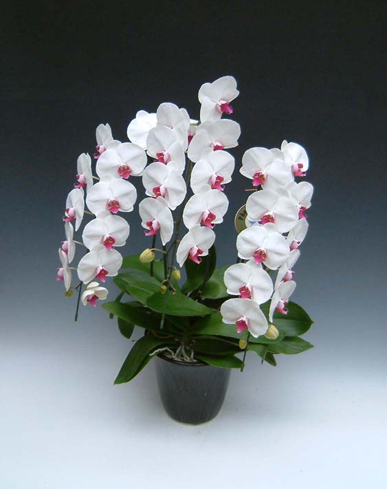 【送料無料】洋蘭の鉄人森田洋蘭園-胡蝶蘭(大輪）赤リップ　3本立ち30リン