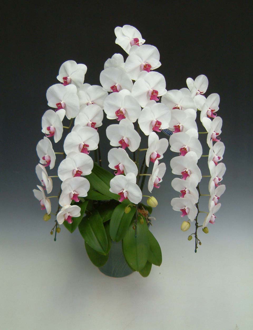 【送料無料】洋蘭の鉄人森田洋蘭園-胡蝶蘭(大輪）赤リップ　3本立35リン