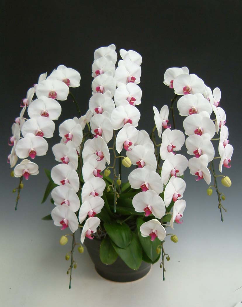 【送料無料】洋蘭の鉄人森田洋蘭園-胡蝶蘭(大輪）赤リップ　5本立50リン前後