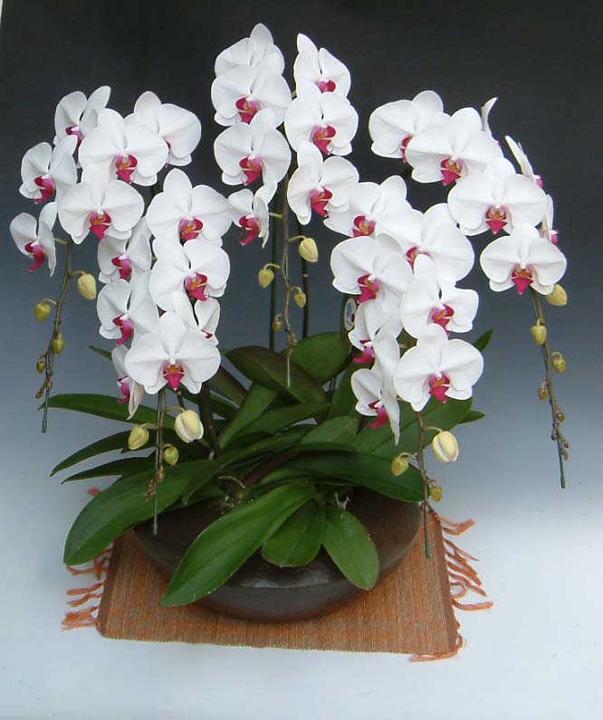 無料 洋蘭の鉄人森田洋蘭園 胡蝶蘭 まどか 赤リップ 5本立