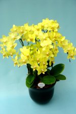 【ケース・送料・税込み】ミディ胡蝶蘭フロリアード２００２金賞受賞アンスラゴールドー５本立