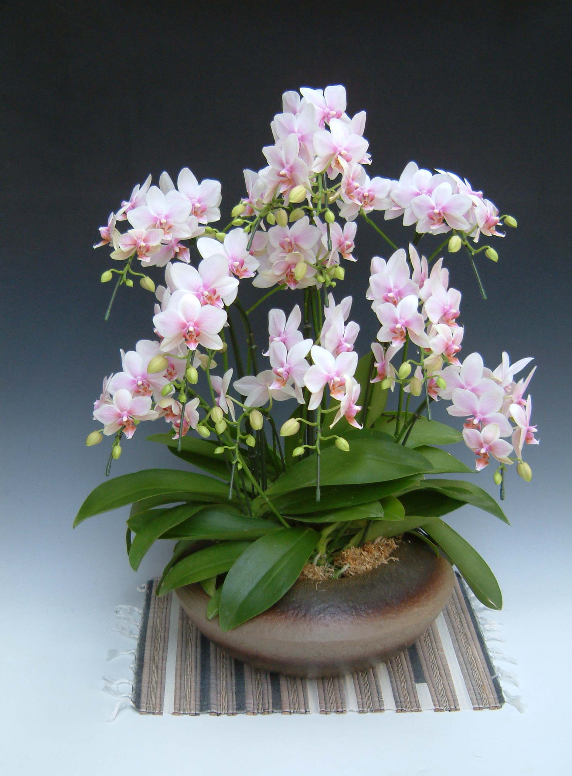 【送料無料】洋蘭の鉄人森田洋蘭園-胡蝶蘭(まどか）ハルガスミ　８本立