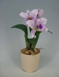 ♪送料無料♪【光触媒】ミディカトレア　薄紫　１本立ち（在庫なし）